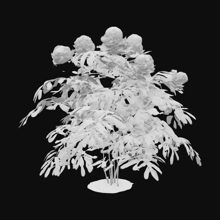3D model for Pink Peony Blooms
