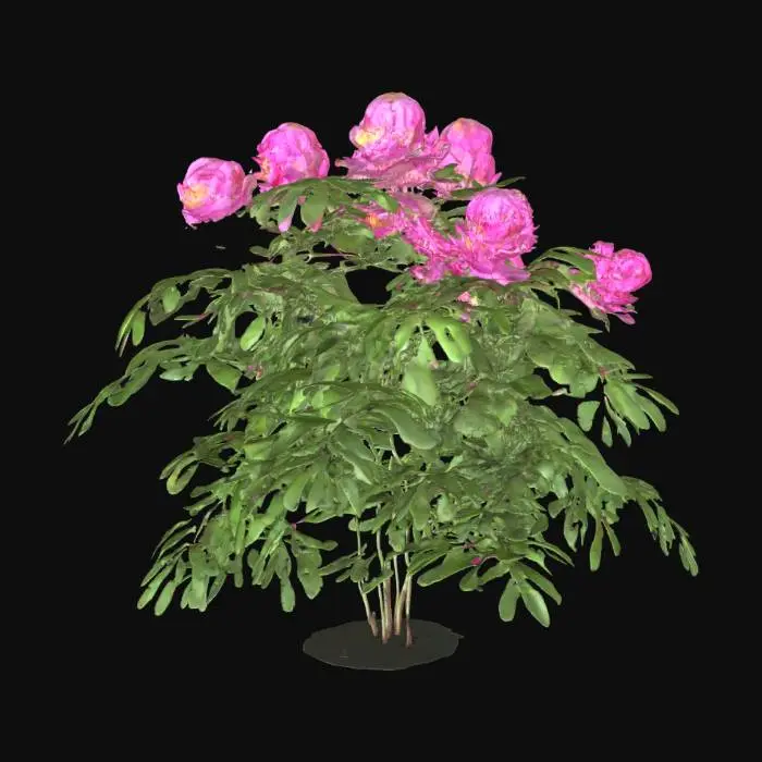 3D model for Pink Peony Blooms