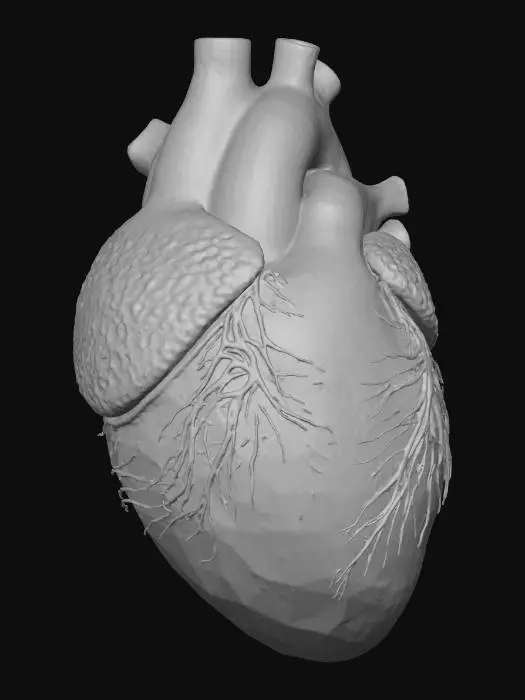 3D model for realistic human heart  four chambers (right and left atria, and right and left ventricles), four valves (tricuspid, pulmonary, mitral, and aortic), and major blood vessels (vena cavae, pulmonary artery, pulmonary veins, and aorta).
