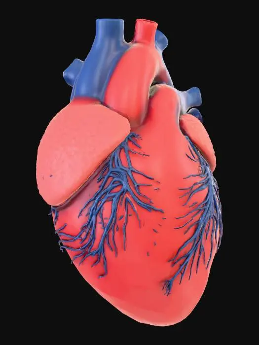 3D model for realistic human heart  four chambers (right and left atria, and right and left ventricles), four valves (tricuspid, pulmonary, mitral, and aortic), and major blood vessels (vena cavae, pulmonary artery, pulmonary veins, and aorta).