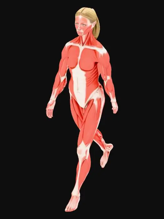 3D model for Muscular Anatomy Diagram