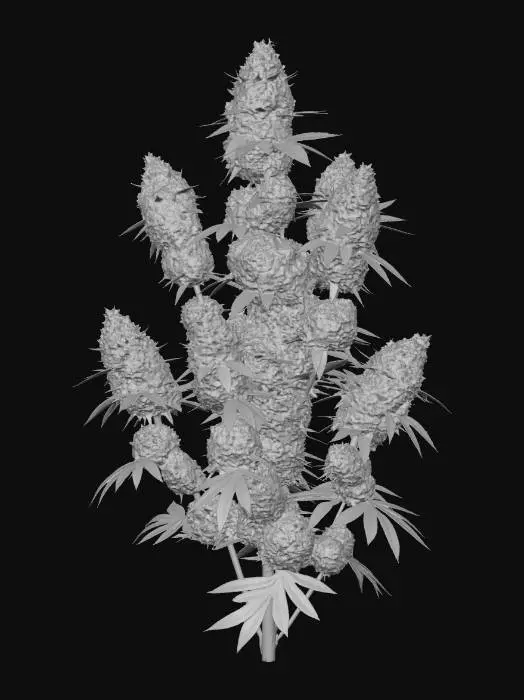 3D model for Cannabis Bloom