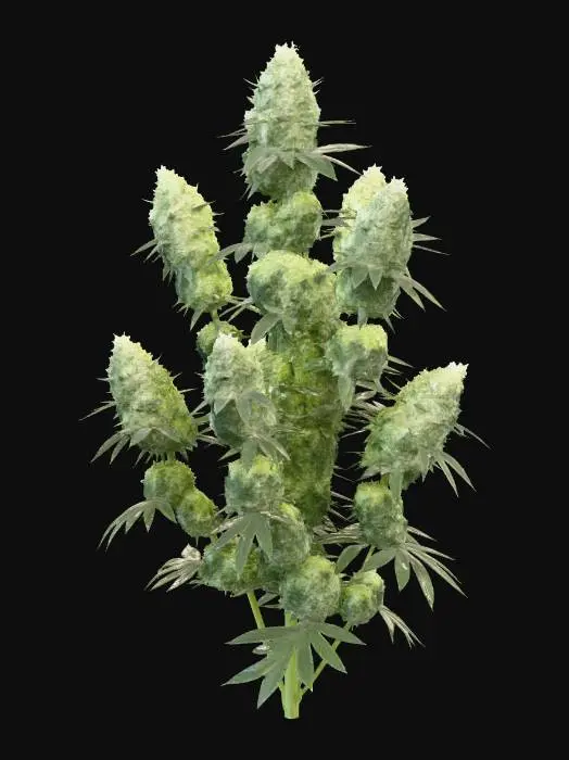 3D model for Cannabis Bloom