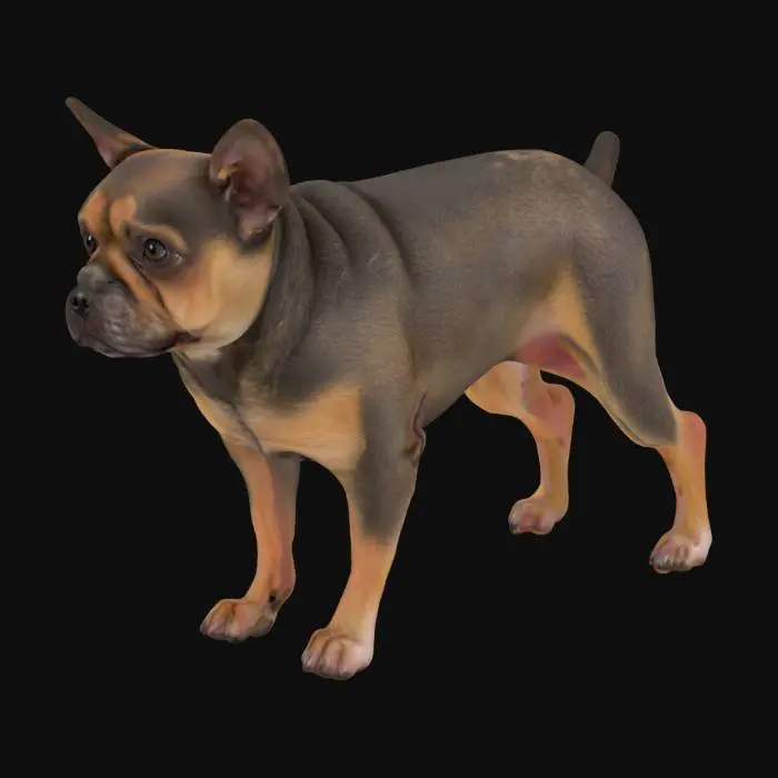 3D model for French Bulldog Pose