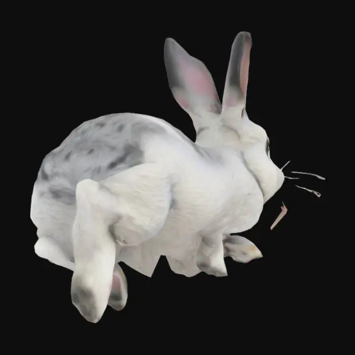 3D model for Bouncing Bunny