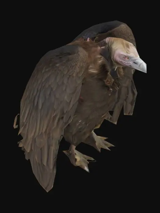 3D model for a vulture