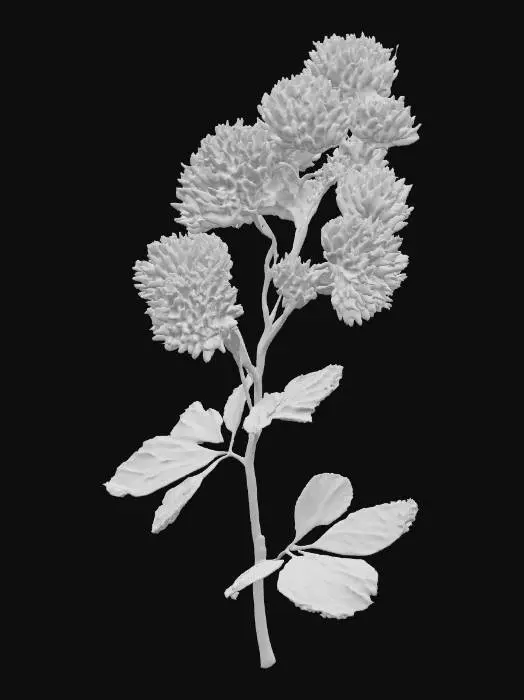 3D model for Pink Clover Elegance