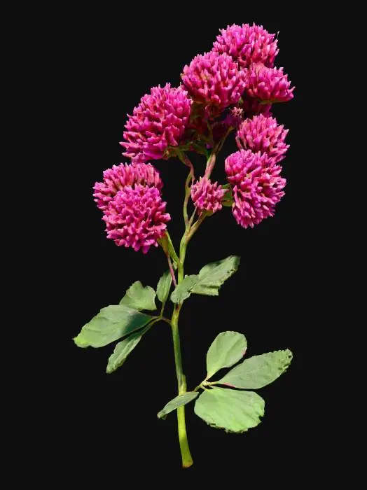 3D model for Pink Clover Elegance