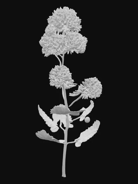 3D model for Pink Clover Elegance