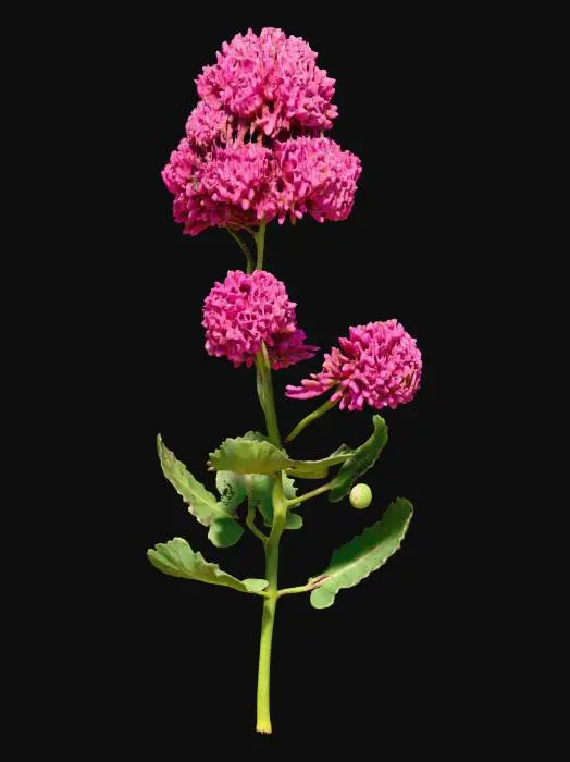 3D model for Pink Clover Elegance