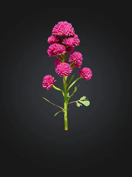 3D model for Pink Clover Elegance