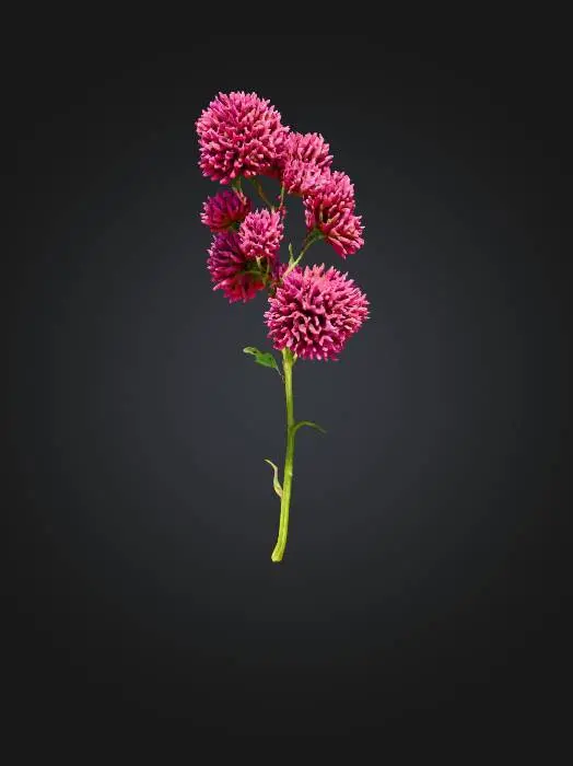 3D model for Pink Clover Elegance