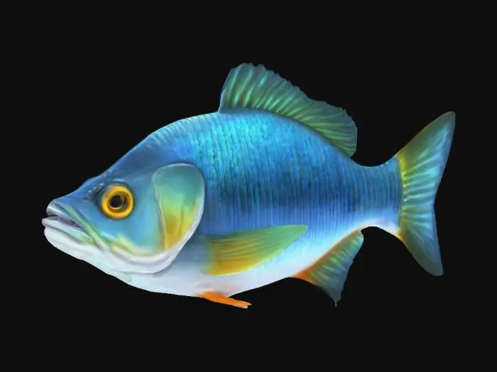 3D model for A single fish, Highly Detailed, Ultra Realistic