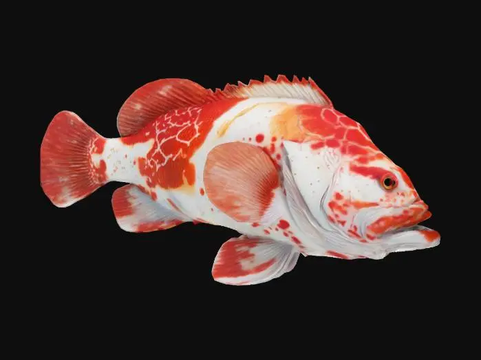 3D model for Spotted Coral Beauty