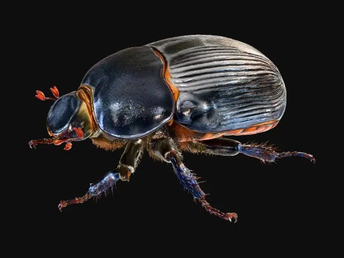 3D model for Beetle Majesty