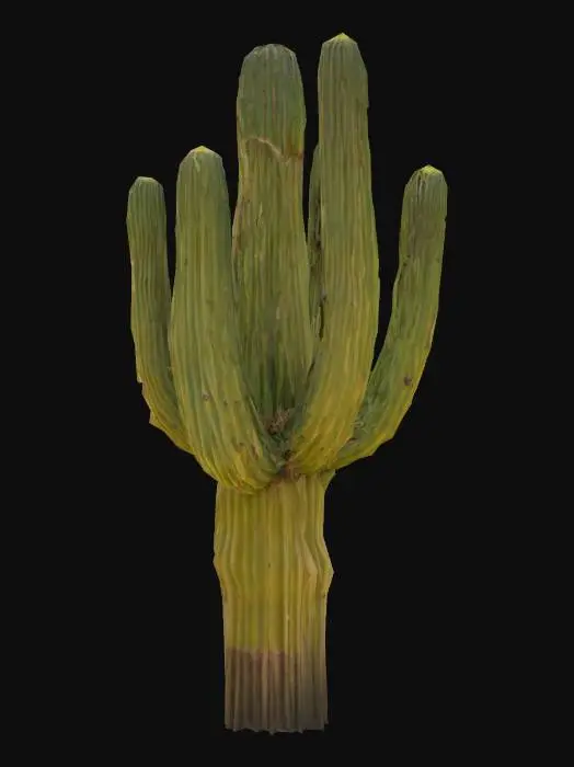 3D model for Full-body portrait of a tall saguaro cactus in a rugged Wild West setting from 1873. The cactus stands upright with multiple thick arms reaching toward the sky, each covered in a rough, green skin with clusters of long, dark spines that cast shadows on its surface. Small scars and natural imperfections are visible along its ridges, giving a realistic aged look. The base of the cactus is rooted in dry, cracked earth with a scattering of pebbles and sparse, low-lying desert plants nearby.