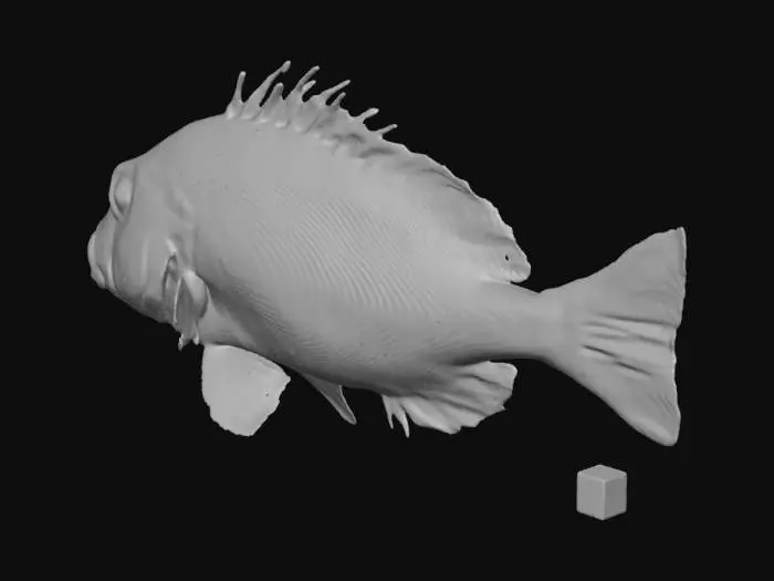 3D model for make me a fish that lives in the great barrier reef