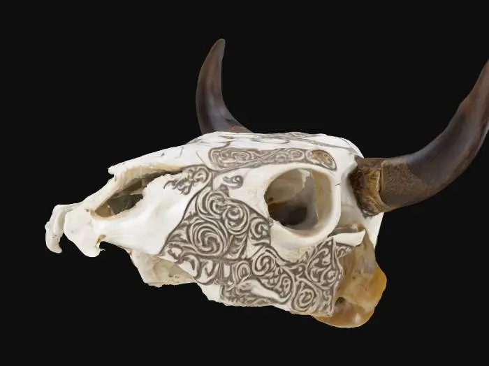 3D model for Ornate Bull Skull