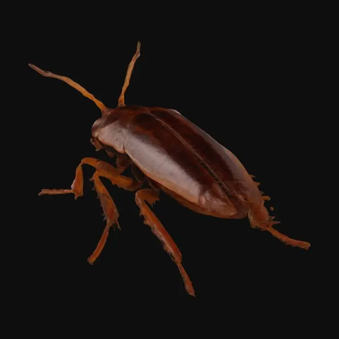 3D model for insect head, high detail 