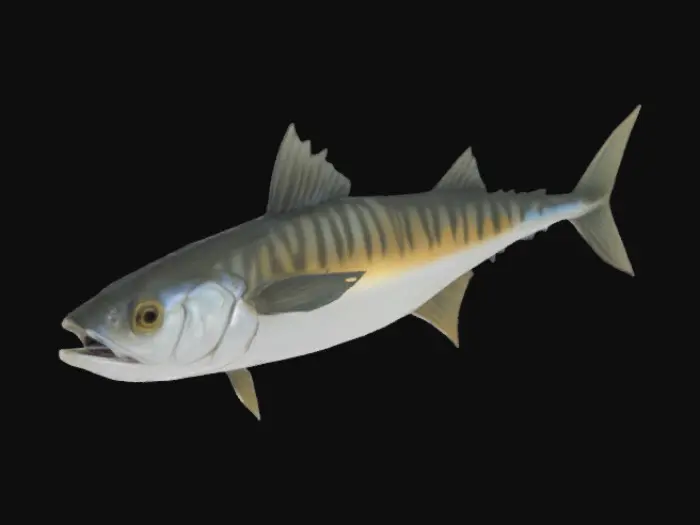 3D model for Mackerel Illustration