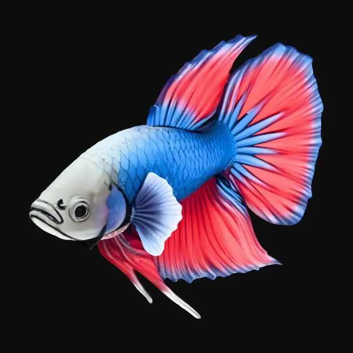 3D model for Vibrant Betta Fish