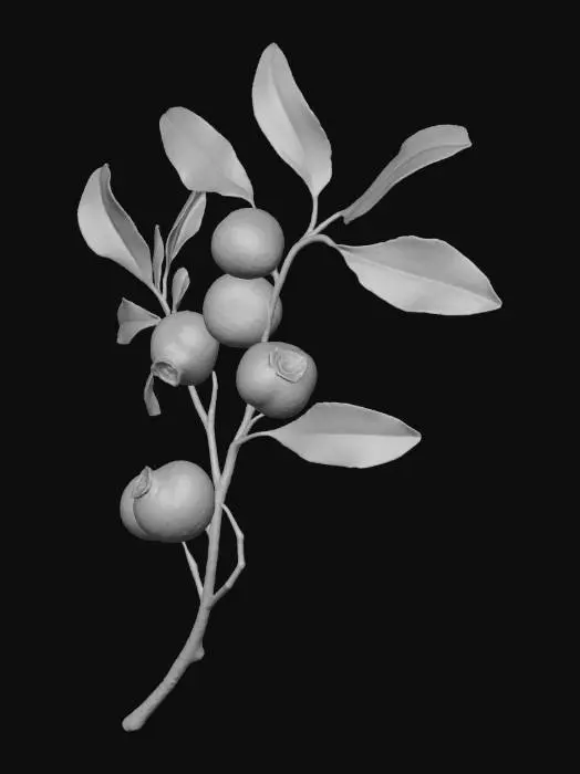 3D model for Blueberry Branch