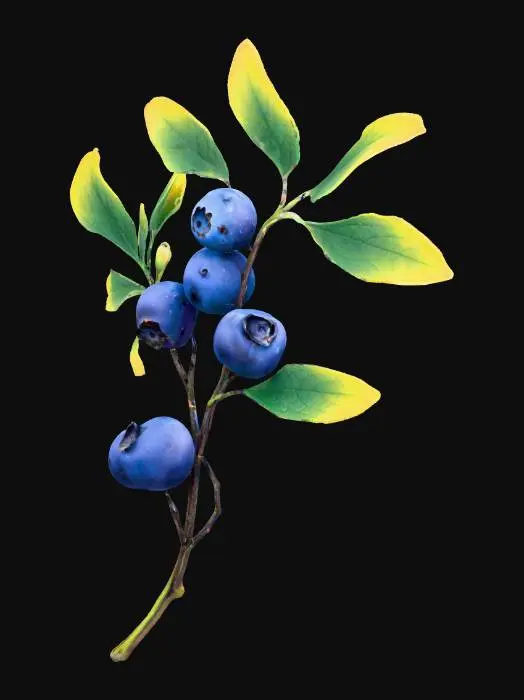 3D model for Blueberry Branch