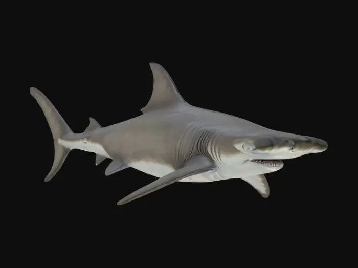 3D model for Gigantic prehistoric hammer head Shark realistic mesh and Texture . crisp sharp details . clean mesh no artifacts. unreal engine 5 quality . zbrush style mesh