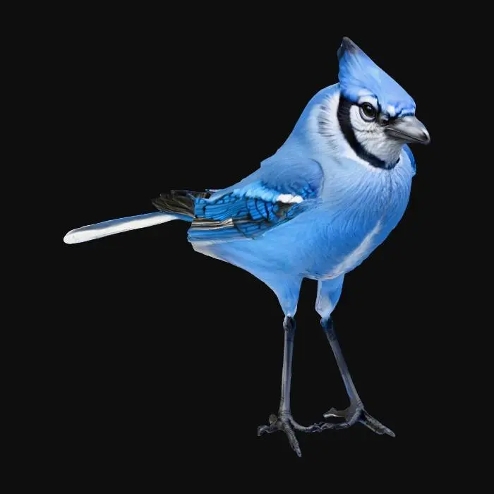 3D model for hyper realistic blue jay bird
