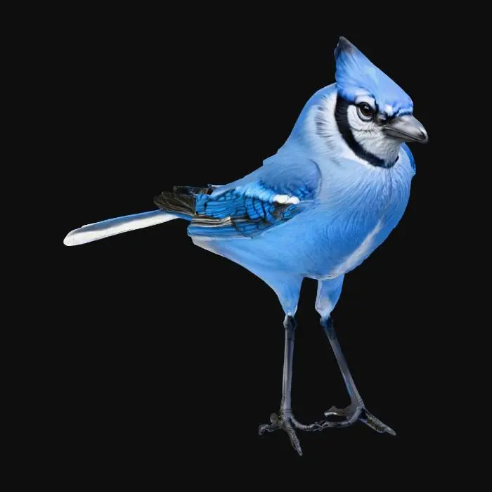 3D model for hyper realistic blue jay bird
