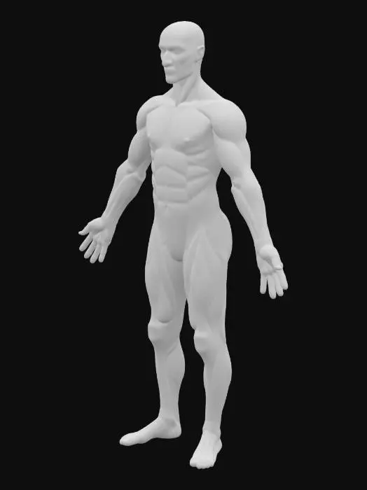 3D model for MusclesAnat2