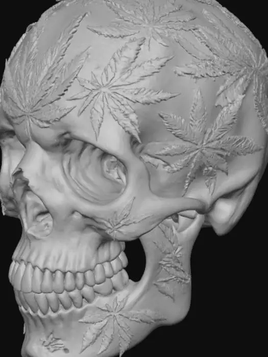 3D model for Cannabis Cranium