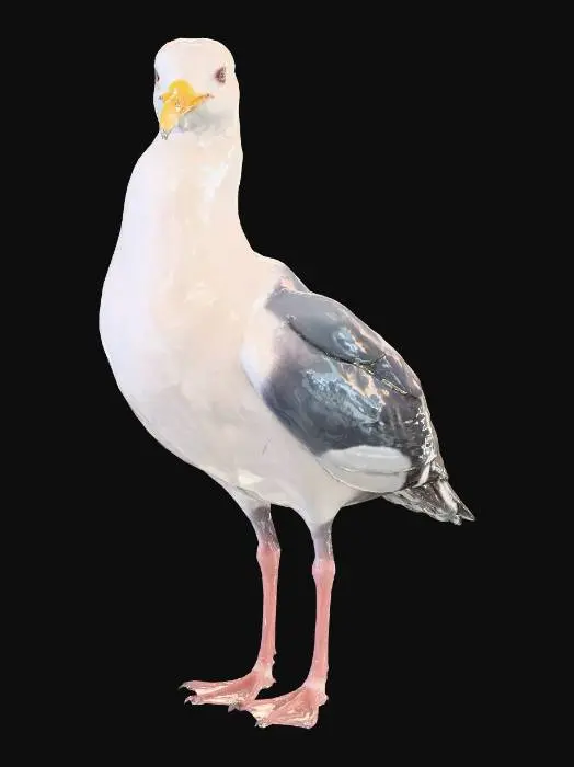 3D model for A realistic 3D model of a standing seagull with a pristine white body and light gray wings, featuring a detailed feathery texture. Its head is smooth, highlighting sharp red eyes and a bright yellow-orange beak with a subtle hook. The pinkish-red webbed feet are slender, indicating a delicate yet stable stance. Lighting emphasizes the smooth transitions between feather groups, casting minimal self-shadows on its clean form.