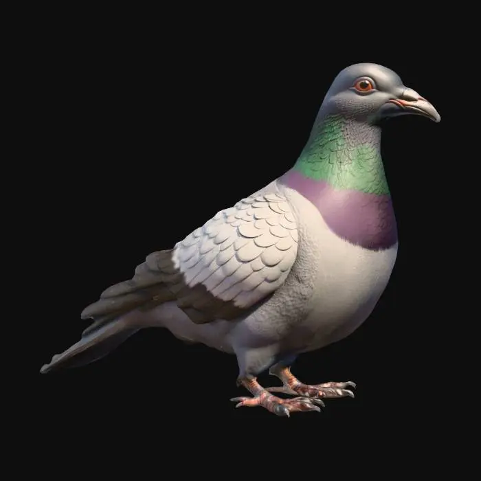 3D model for 현실감 있는 앉아있는 도시 비둘기,
언리얼 엔진 게임용에 최적화된 메쉬,
정돈된 토폴로지와 깔끔한 엣지 루프,
노멀맵 및 PBR 텍스처 베이킹에 적합,
실루엣이 명확하고 형태가 선명함,
배경 없음, 투명 배경, 환경 요소 없음,
폴리곤 면 갯수 50,000이하