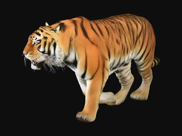 3D model for tiger