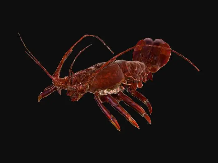 3D model for Painted Lobster