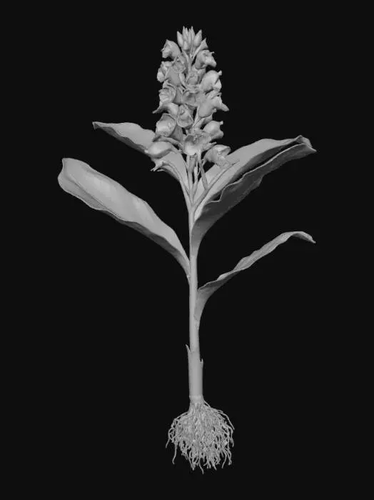 3D model for White Ginger Blossom Botanical Illustration