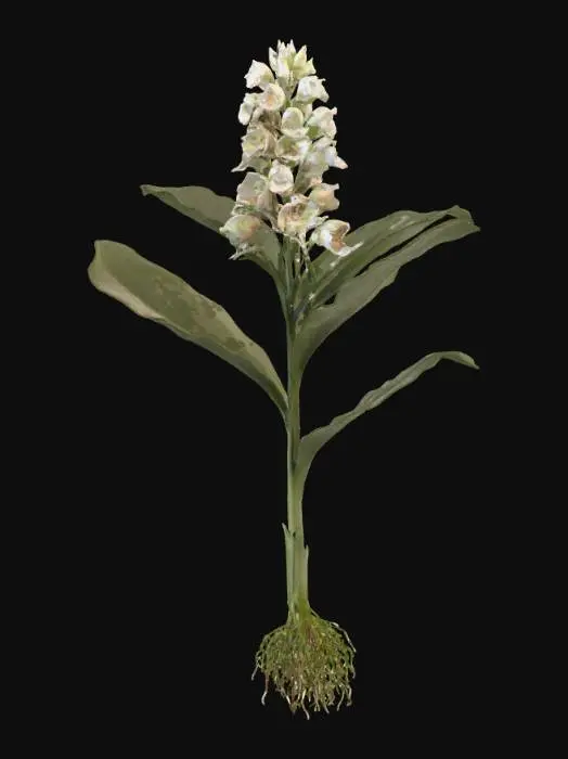 3D model for White Ginger Blossom Botanical Illustration