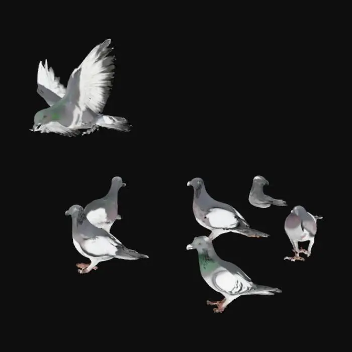 3D model for Small flock of pigeons on sidewalk, some flying, some pecking. Feathers gray/white. Separate animation-ready meshes.