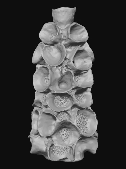 3D model for Organic Elegance