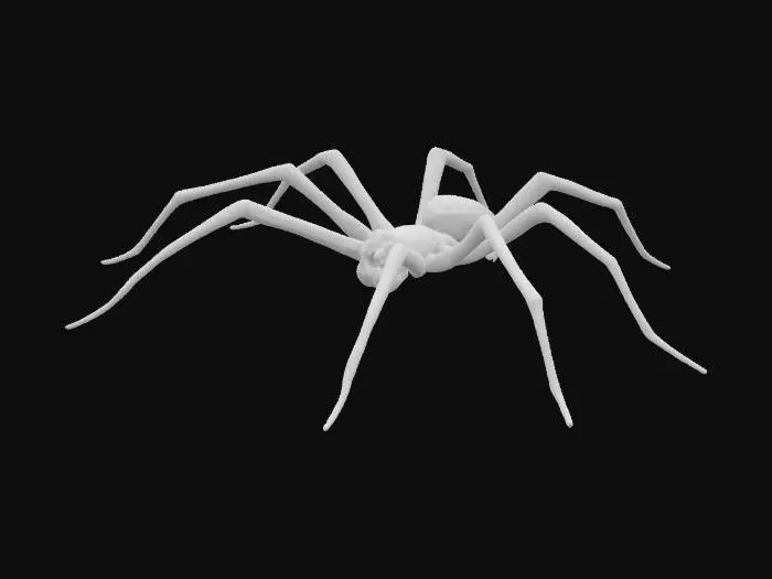 3D model for Spider on a Wall
