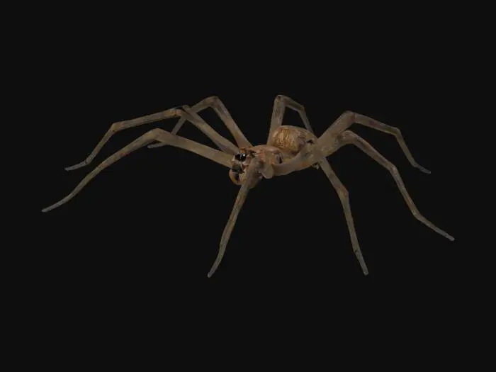 3D model for Spider on a Wall