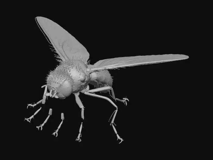 3D model for Я хочу стовирити модель мухи невеличку для юніті