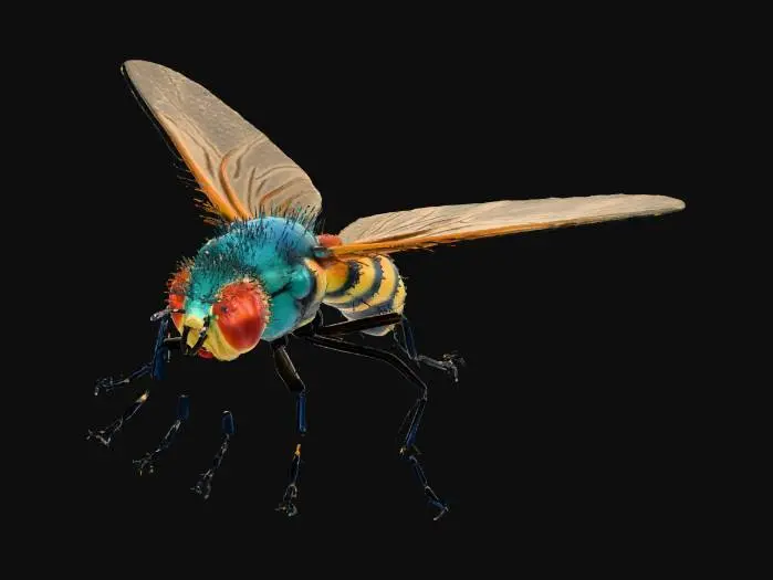 3D model for Я хочу стовирити модель мухи невеличку для юніті