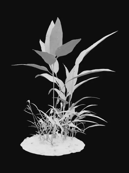 3D model for Solitude Plant