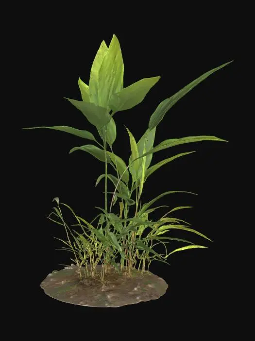 3D model for Solitude Plant