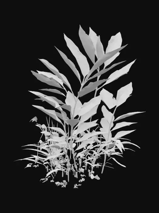 3D model for Solitude Plant