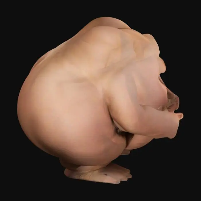 3D model for bum
