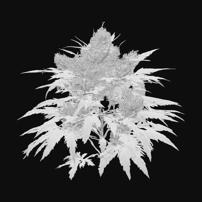 3D model for The subject is a dense, clustered, purple marijuana plant that has dense and juicy buds with resin on the edges that emits a strong emissive-neon purple light. With protruding elongated, pointed green leaves and a frosty texture. It is characterized by elongated, serrated leaves with a dense texture, showing a rich emission of neon green and bright-saturated shades of green, scattered with shiny purple trichomes. Realistic stylized style, vivid colors, cinematic ultra-8k quality