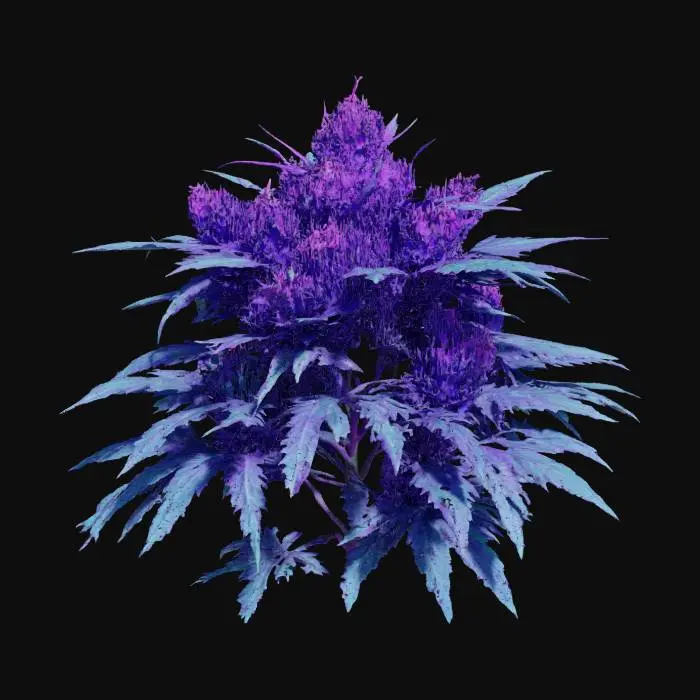 3D model for The subject is a dense, clustered, purple marijuana plant that has dense and juicy buds with resin on the edges that emits a strong emissive-neon purple light. With protruding elongated, pointed green leaves and a frosty texture. It is characterized by elongated, serrated leaves with a dense texture, showing a rich emission of neon green and bright-saturated shades of green, scattered with shiny purple trichomes. Realistic stylized style, vivid colors, cinematic ultra-8k quality